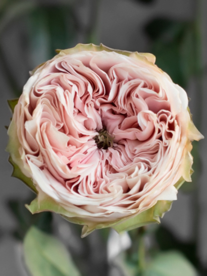 Роза Пинки Пай (Pinky Pie)_edited_edited