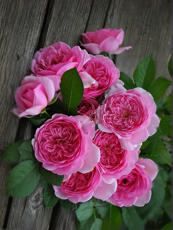 Роза Помпадур (Pompadour)_edited_edited_edited