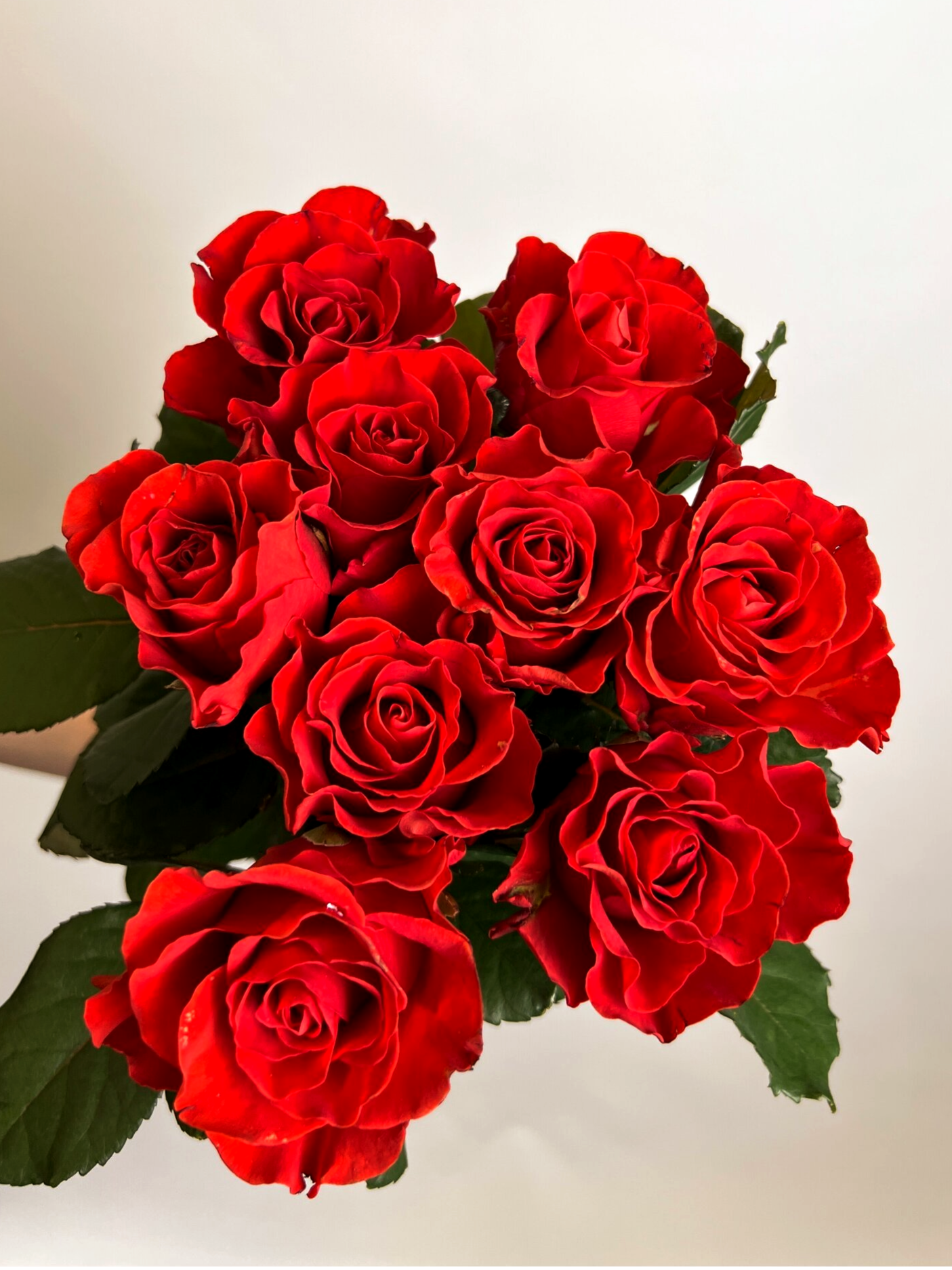 Роза Ред Эль Торо (Red El Toro)_edited