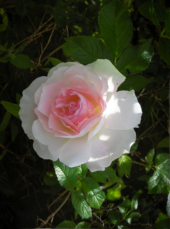 Роза Ритаусма (Ritausma)_edited_edited