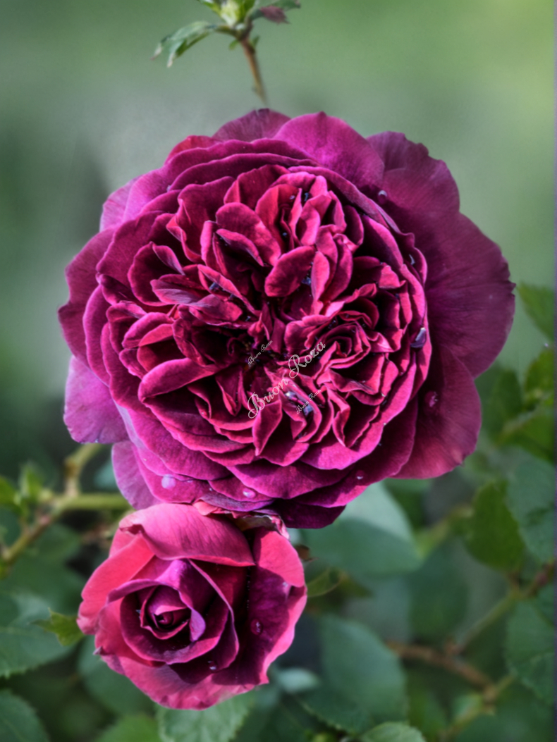 Роза Роял Палас (Royal Palace) 1_edited_edited