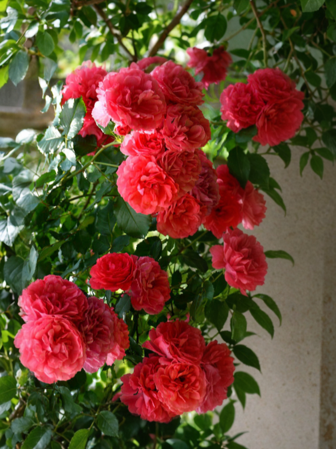 Роза Розариум Ютерсен (Rosarium Uetersen) 4_edited