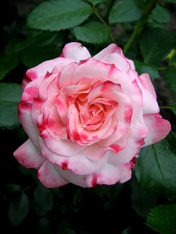 Роза Розенштадт Фрайзинг (Rosenstadt Freising) 2_edited_edited