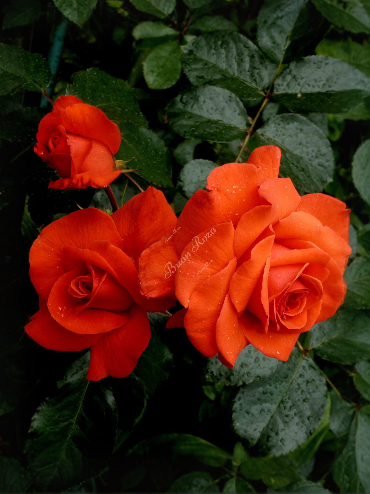 Роза Салита (Salita) 6_edited_edited