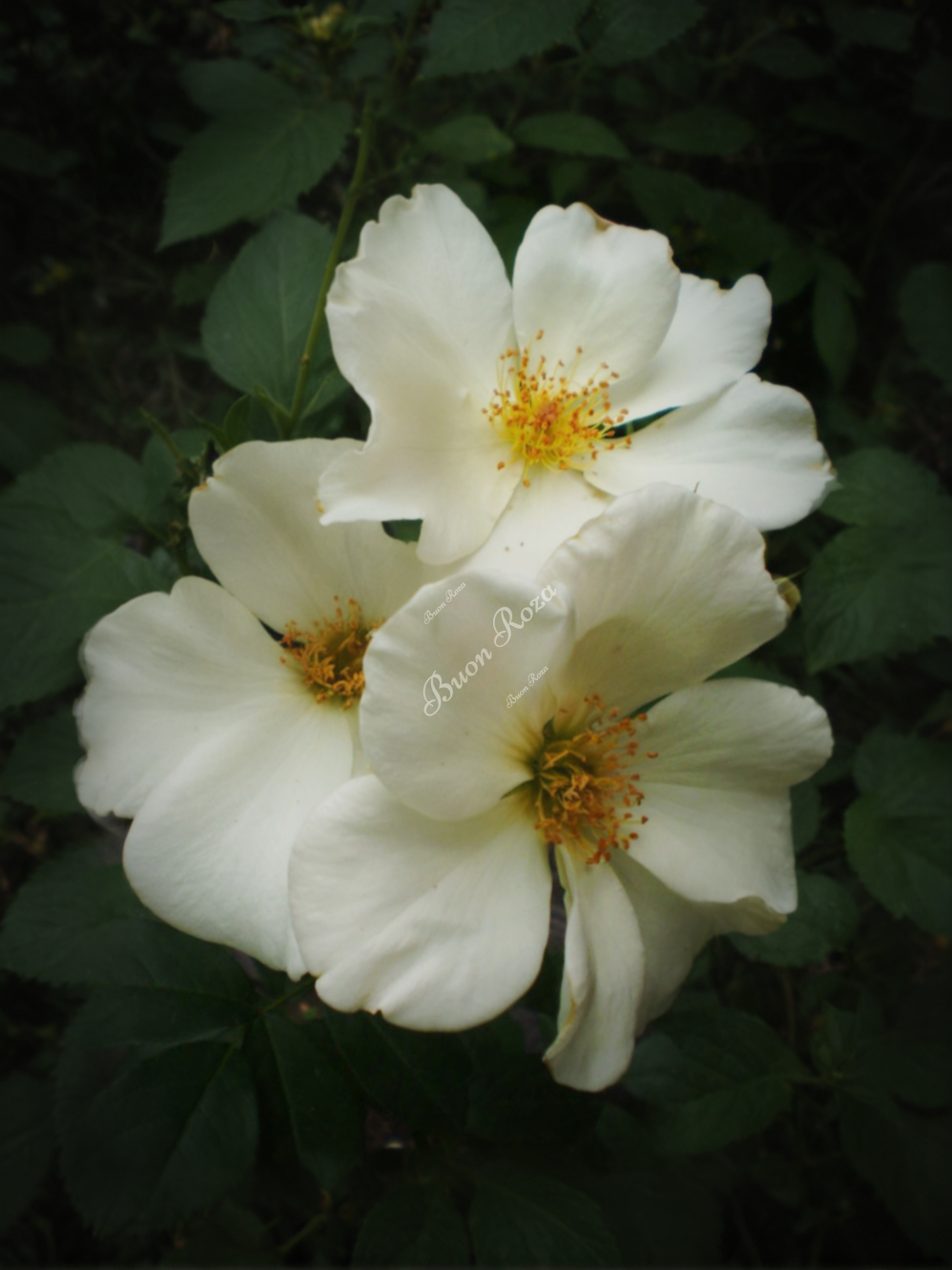 Роза Салли Холмс (Sally Holmes)_edited_edited