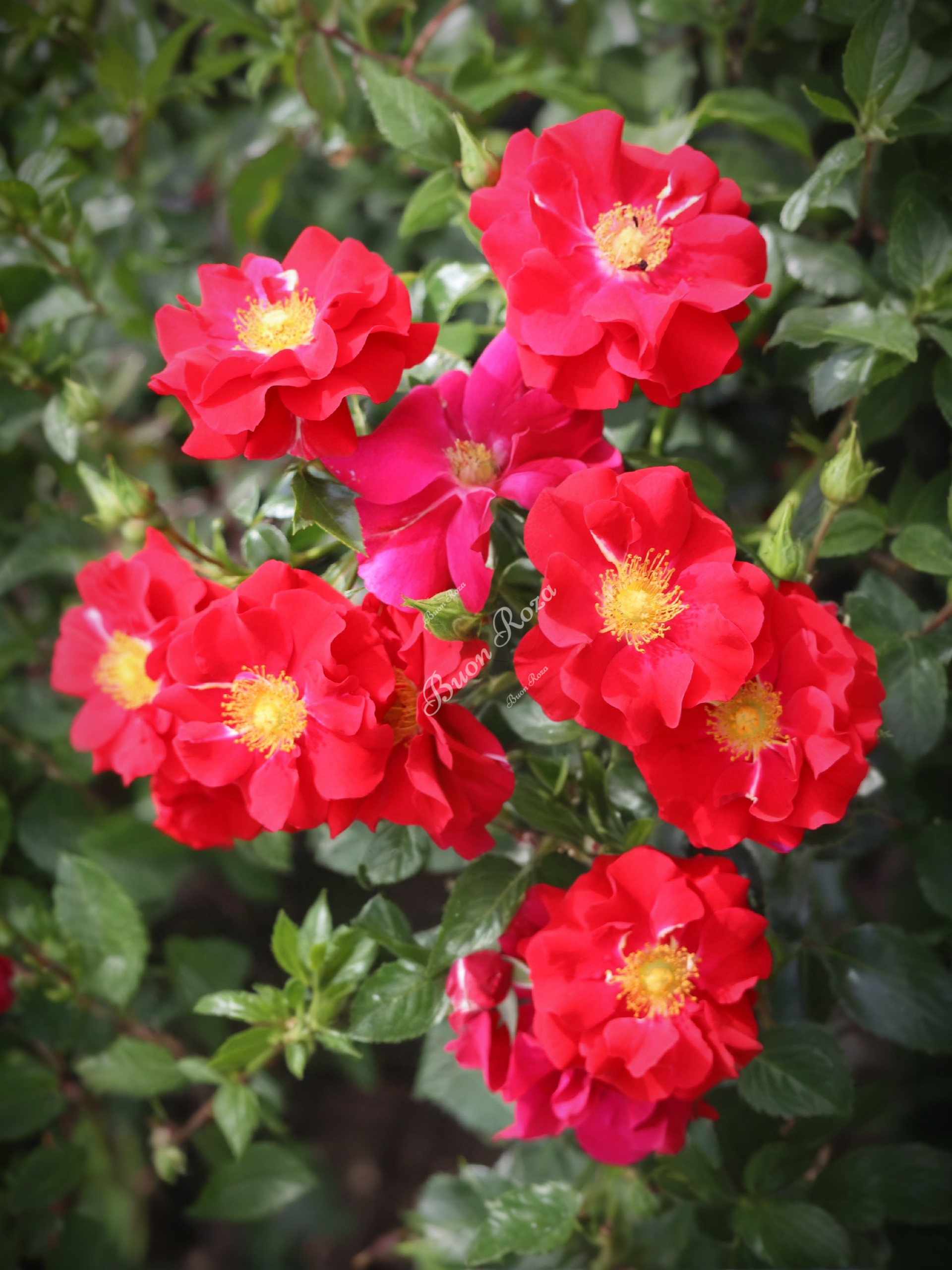 Роза Сальса (Salsa)_edited_edited