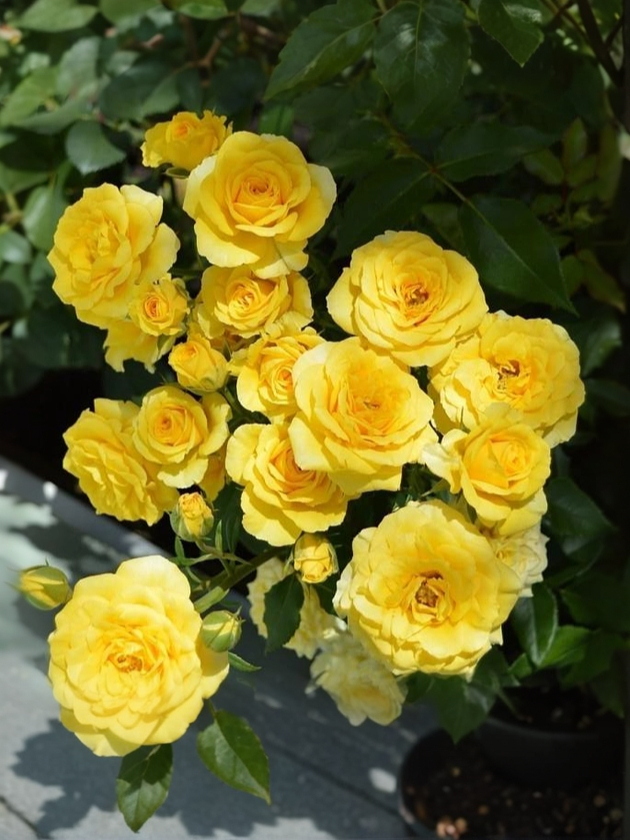 Роза Сан Сити (Sun City) 1 _edited_edited