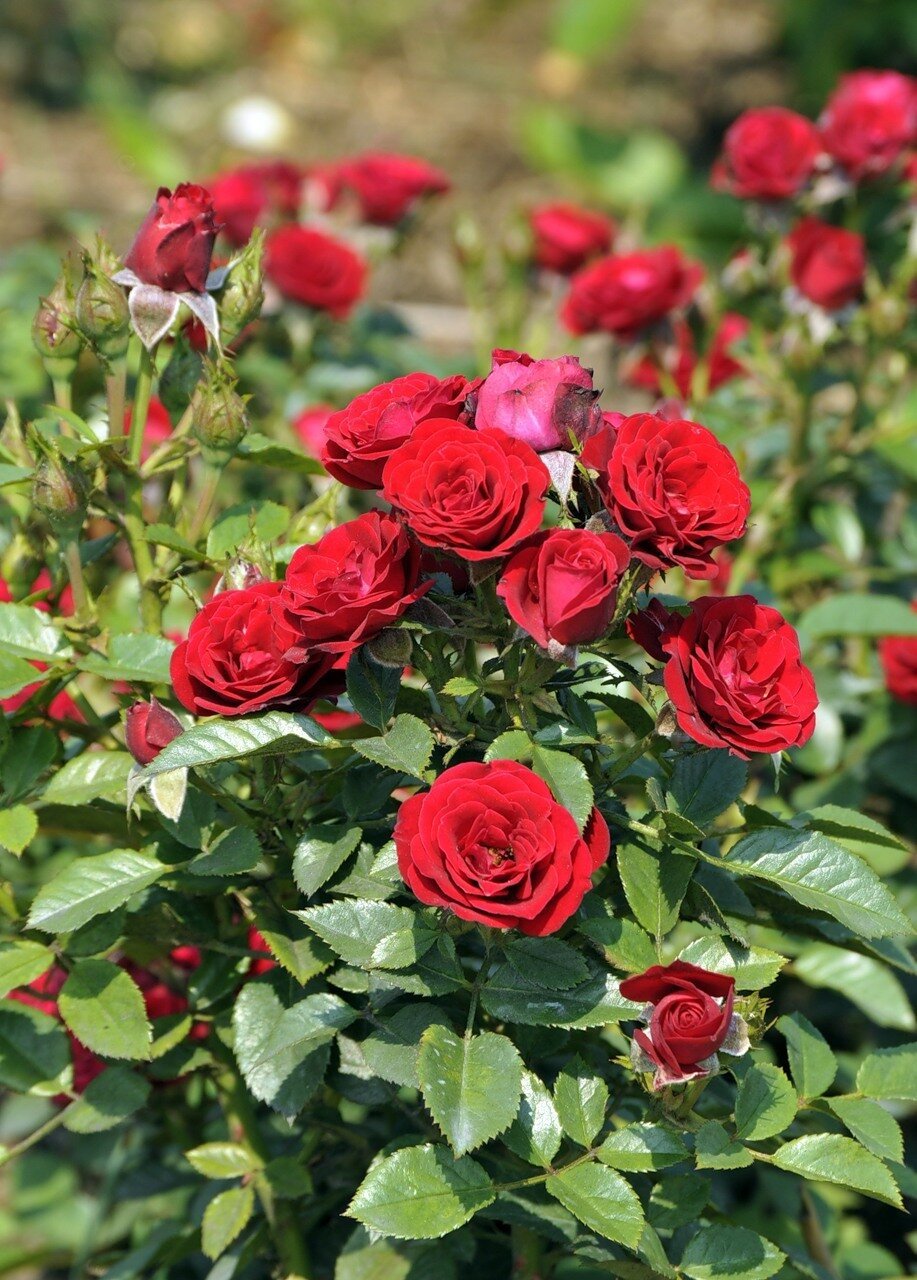 Роза Скарлет Хит (Skarlet Hit)