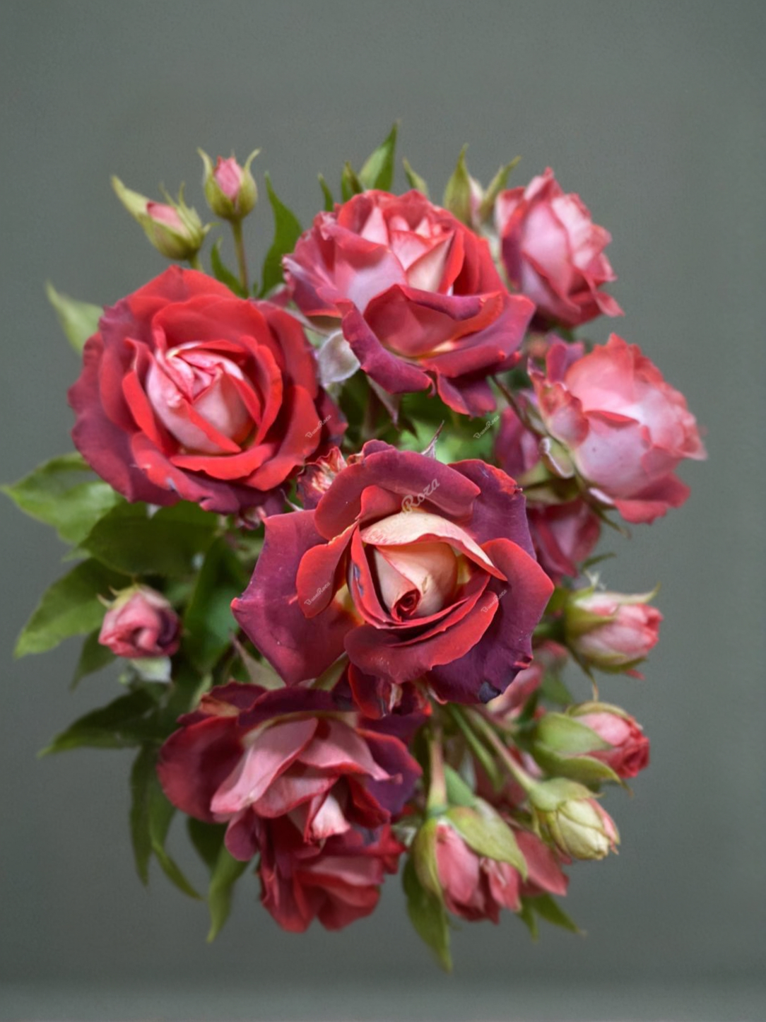 Роза Тирамису (Tiramisu) 3_edited