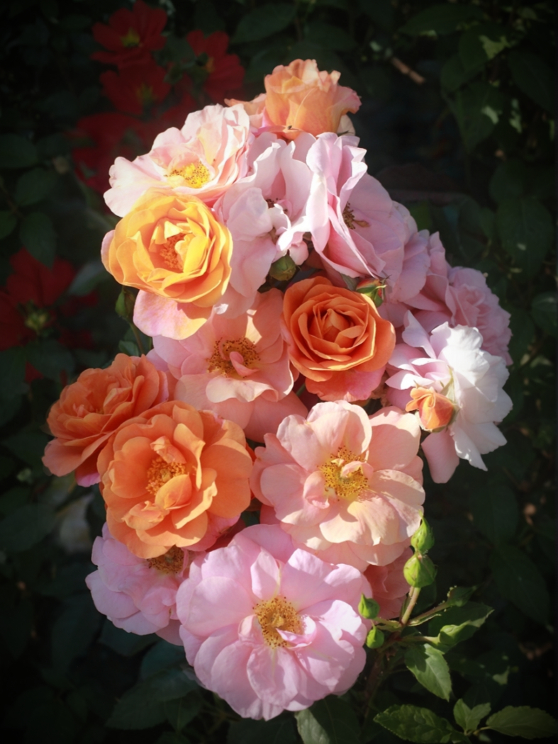 Роза Тугезе Форевер (Together Forever)_edited_edited