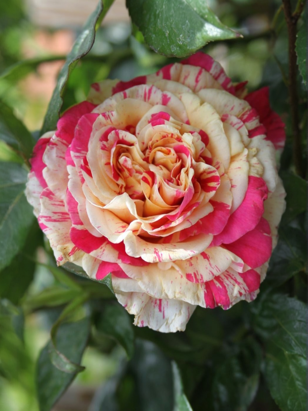 Роза Ванилла Фрайз 6_edited_edited