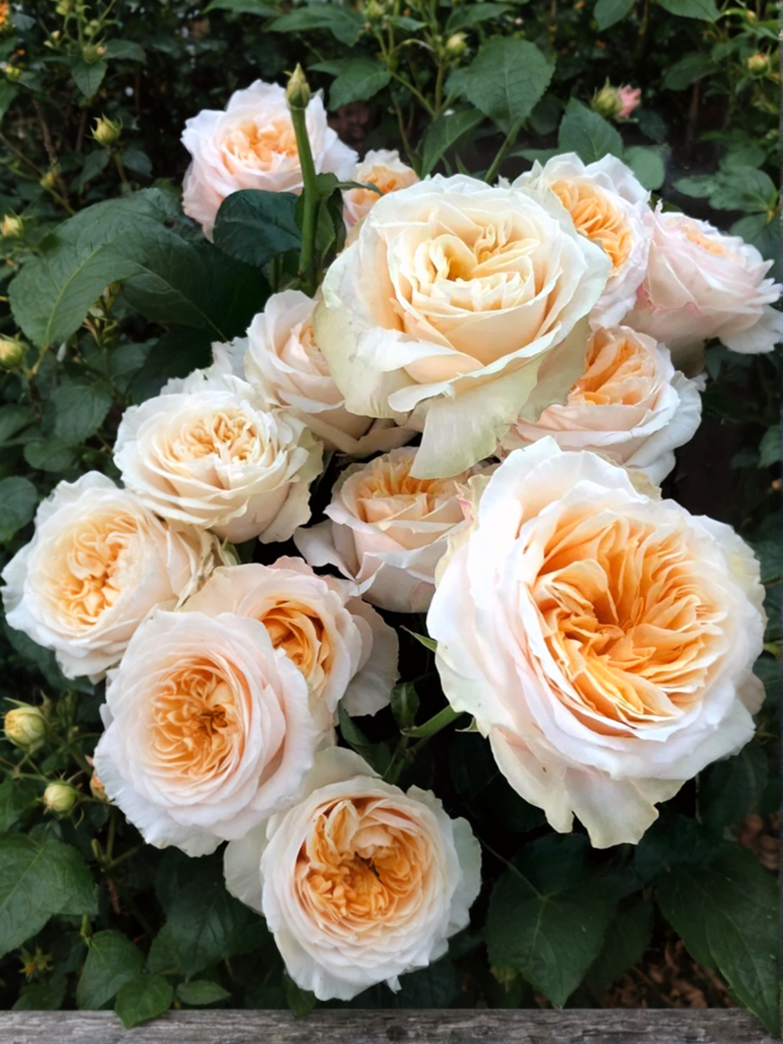 Роза Викториан Пич (Victorian Peach)_edited_edited_edited