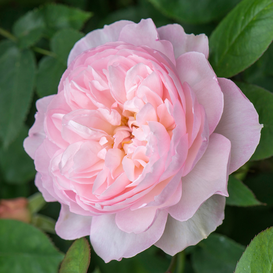 розалинд_edited