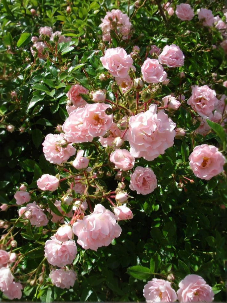 Розенхолм3_edited