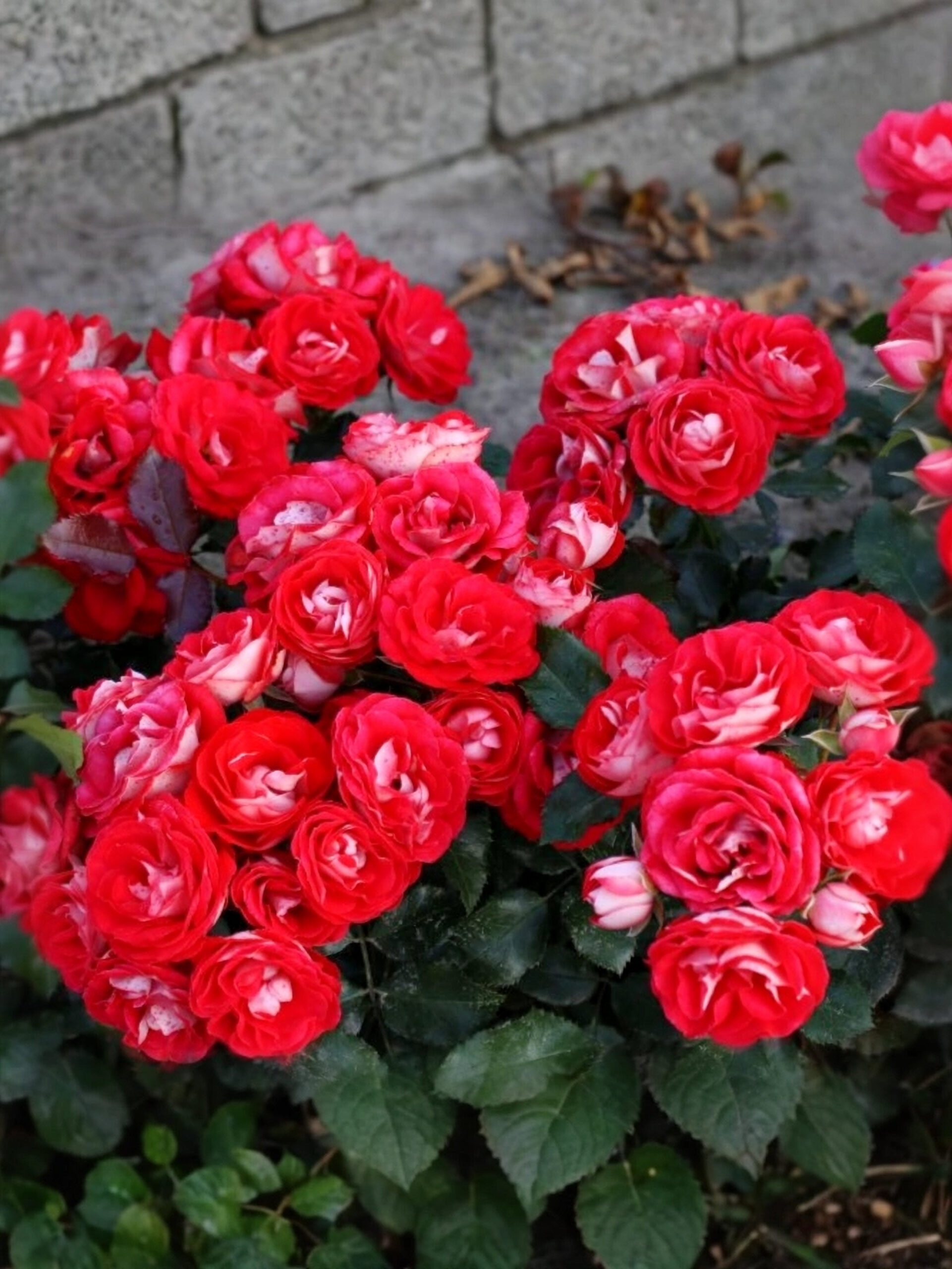 Розиге_edited_edited