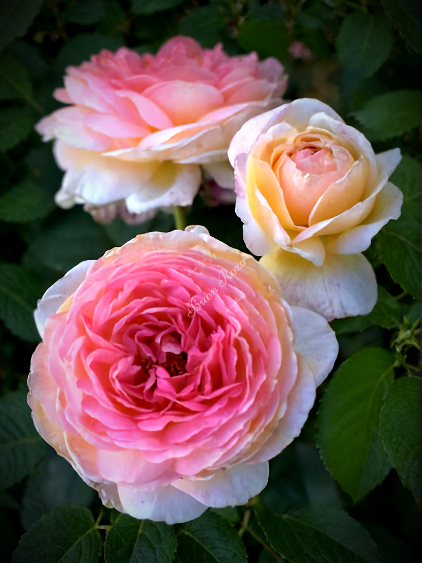 розоман жанн 4 _edited_edited_edited_edited