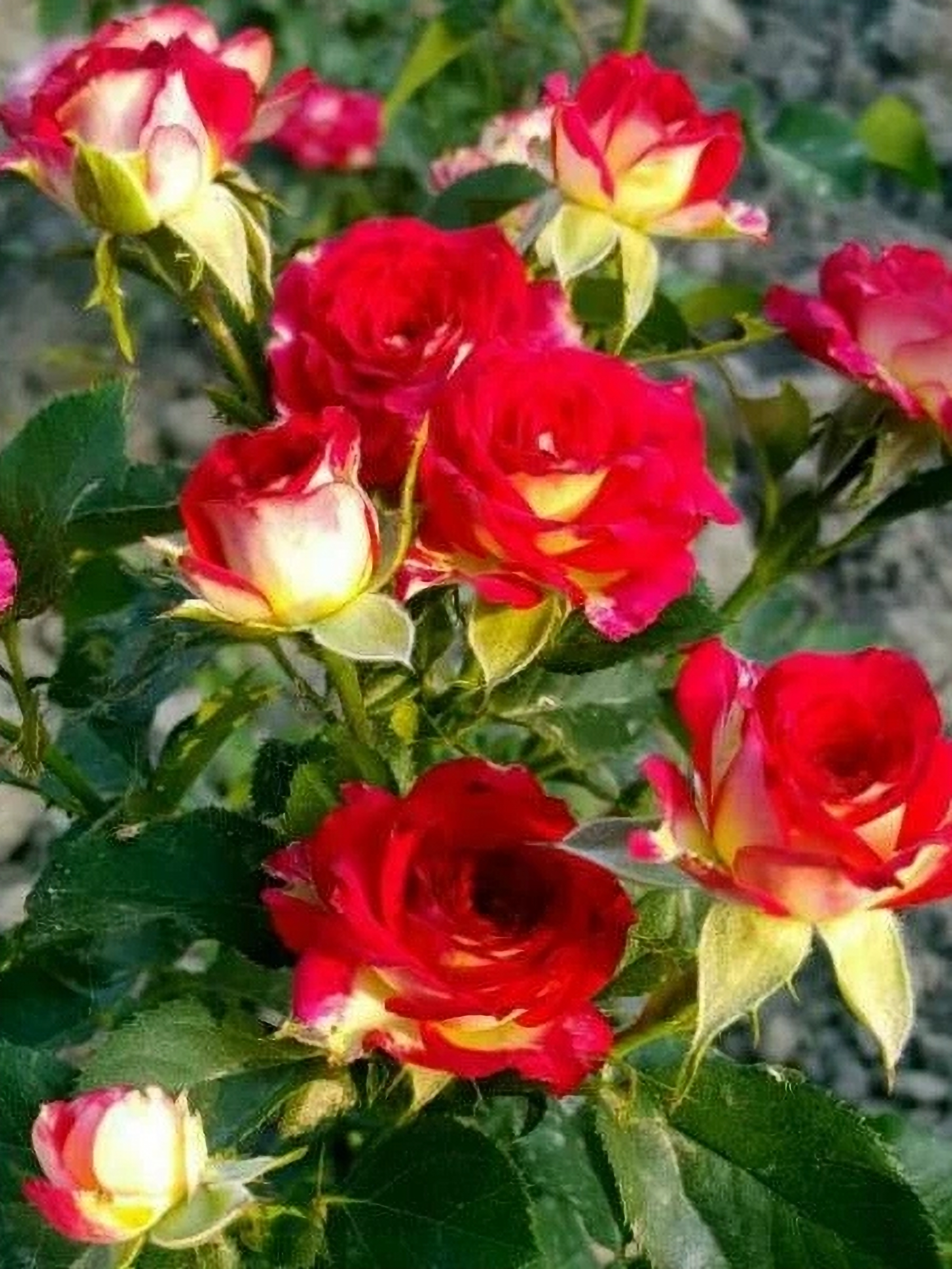 рубиэлла_edited