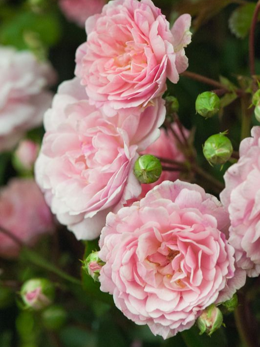 Рурал Энгланд3_edited