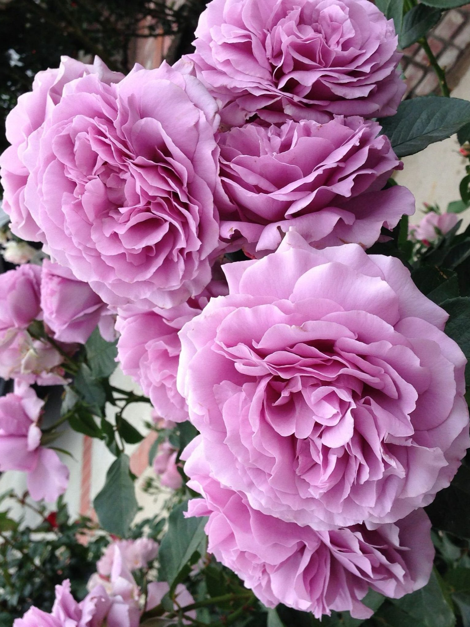 сайлент лав_edited_edited