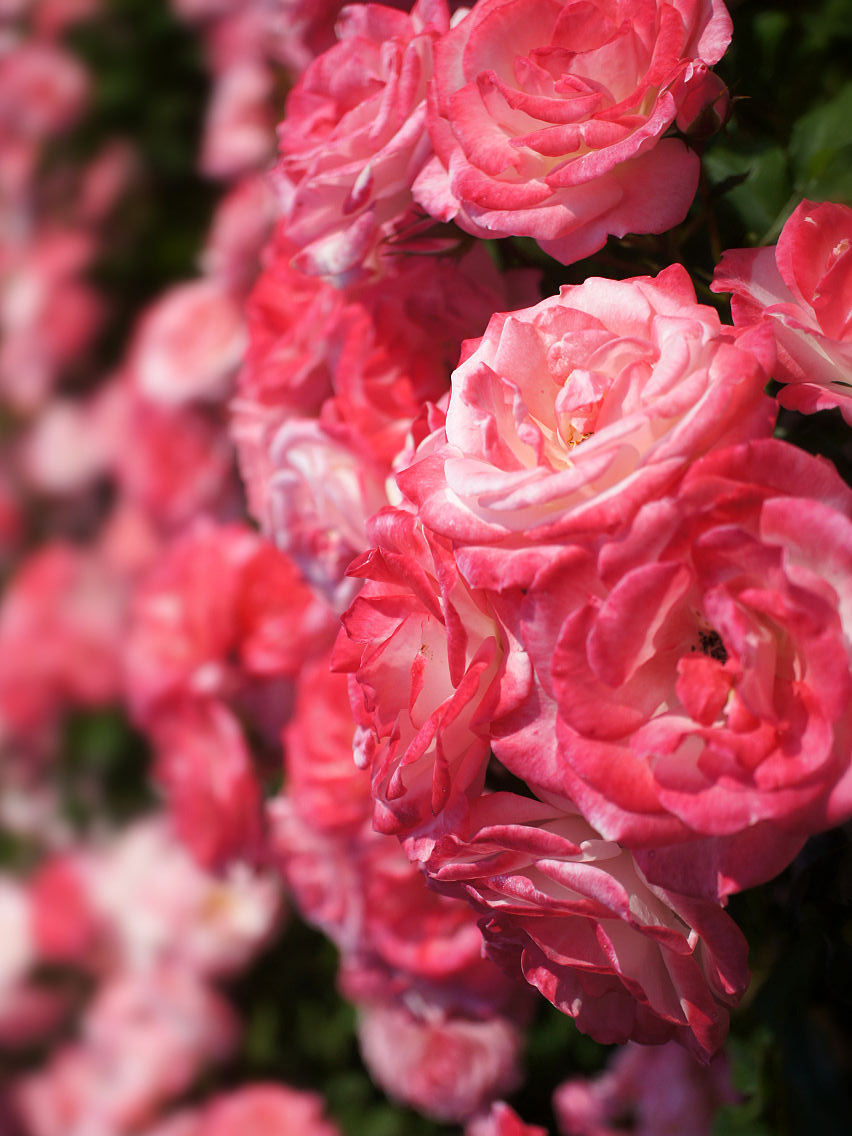 сакура гасуми3_edited_edited