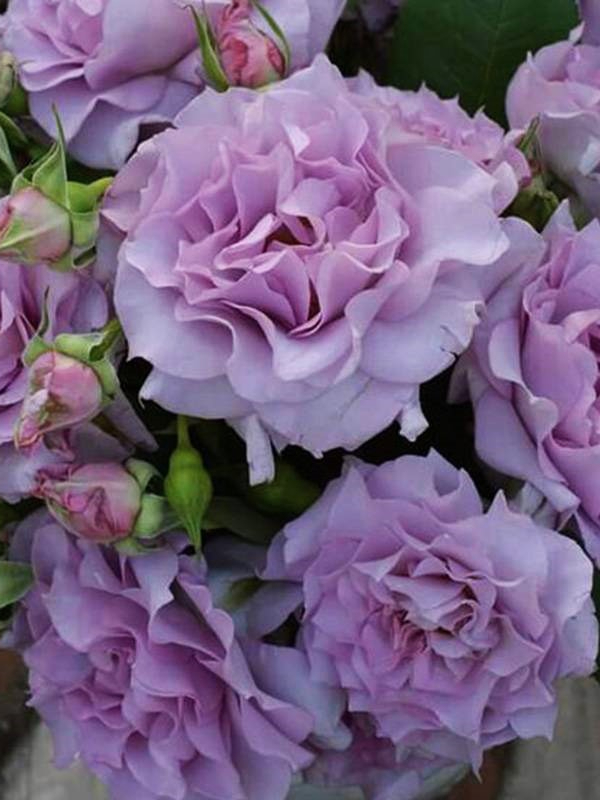 салон_edited_edited