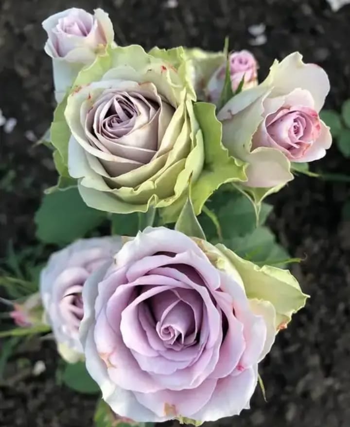 саманта бридл