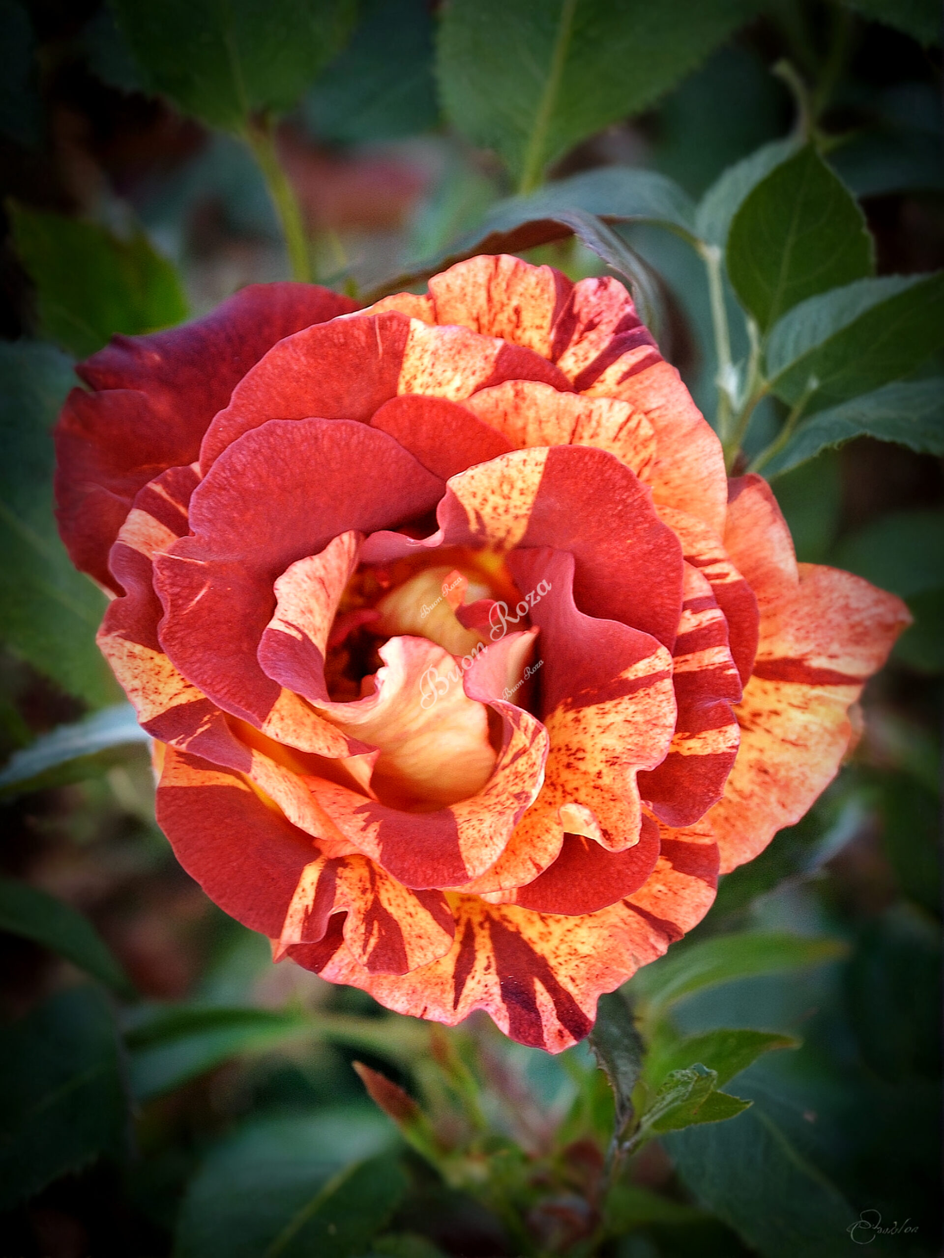 саммер лодж_edited_edited_edited_edited_edited