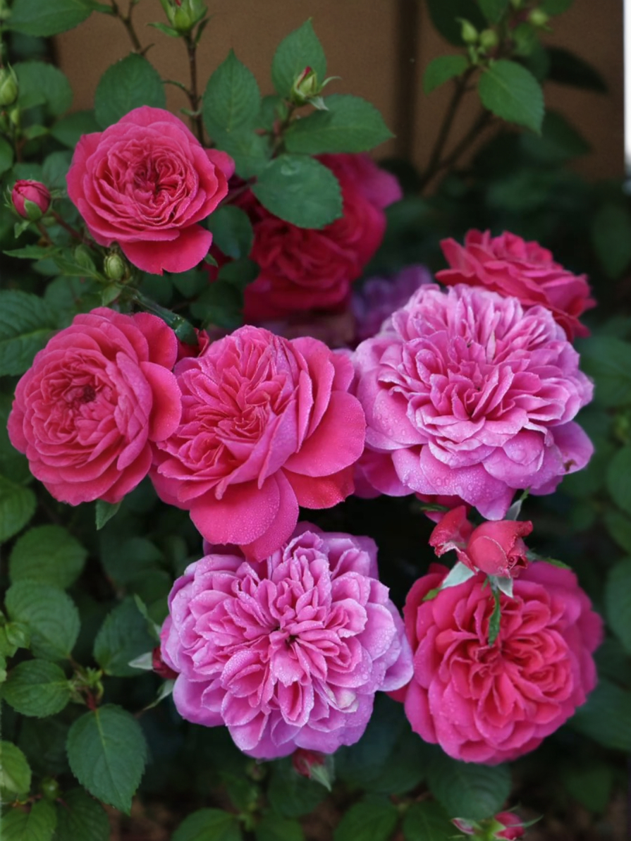 сангрия3_edited_edited