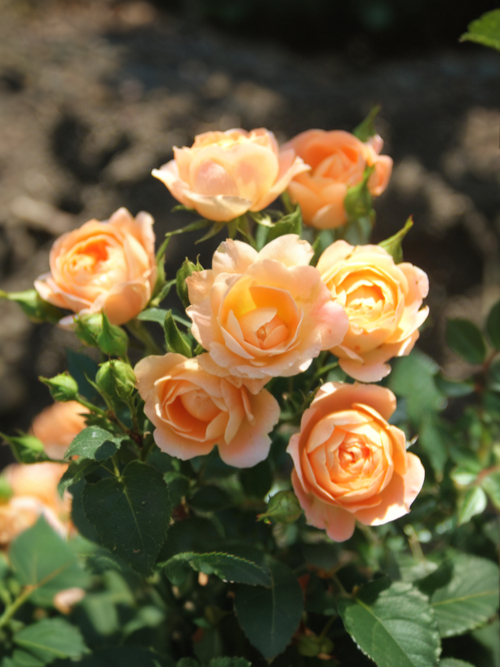 Сансет Мемори