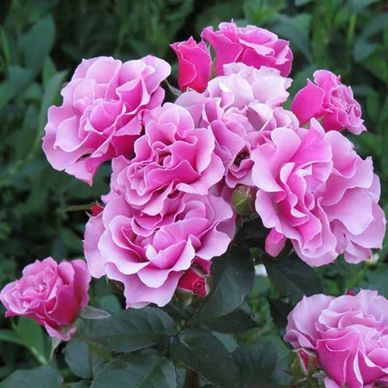 санта барбара_edited