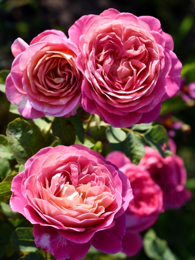 Сантенер де Лейле2_edited