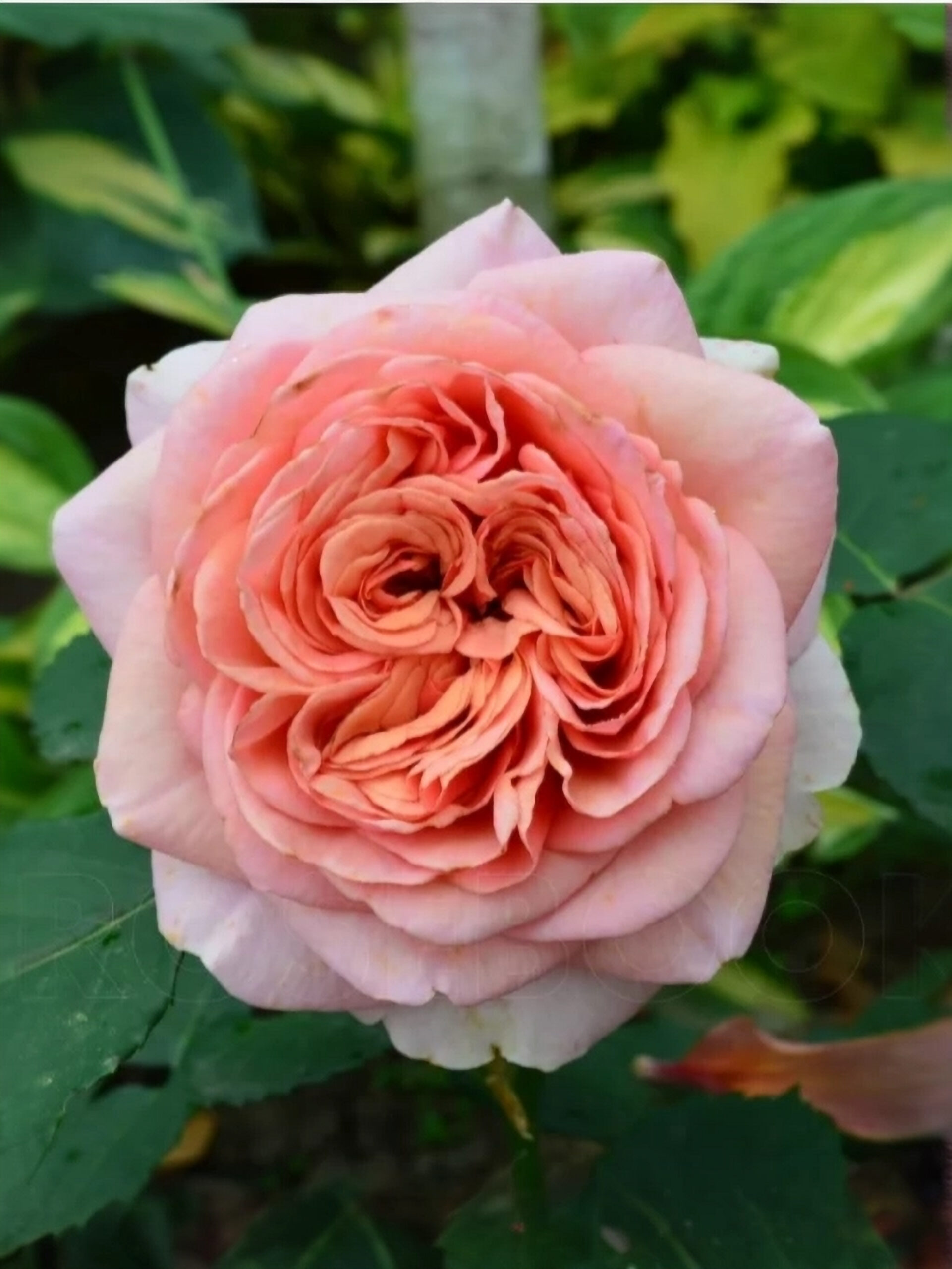 Screenshot_2_tua3-g0_edited