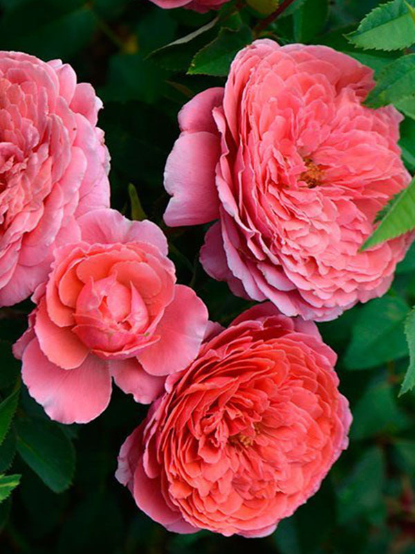 седюксьен пикяр_edited_edited