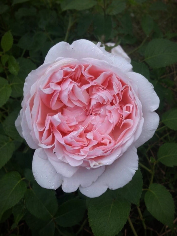 сент суитун4_edited_edited