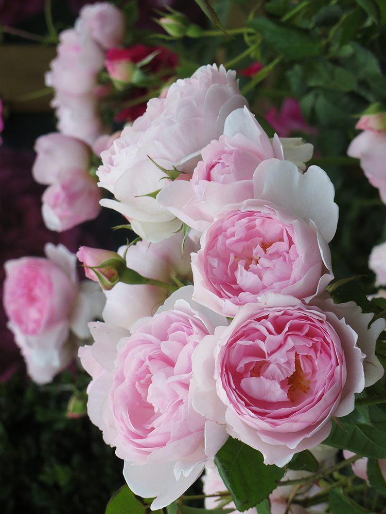 септе7_edited_edited