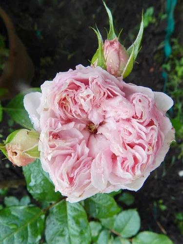 Сесиль деволанж2_edited_edited