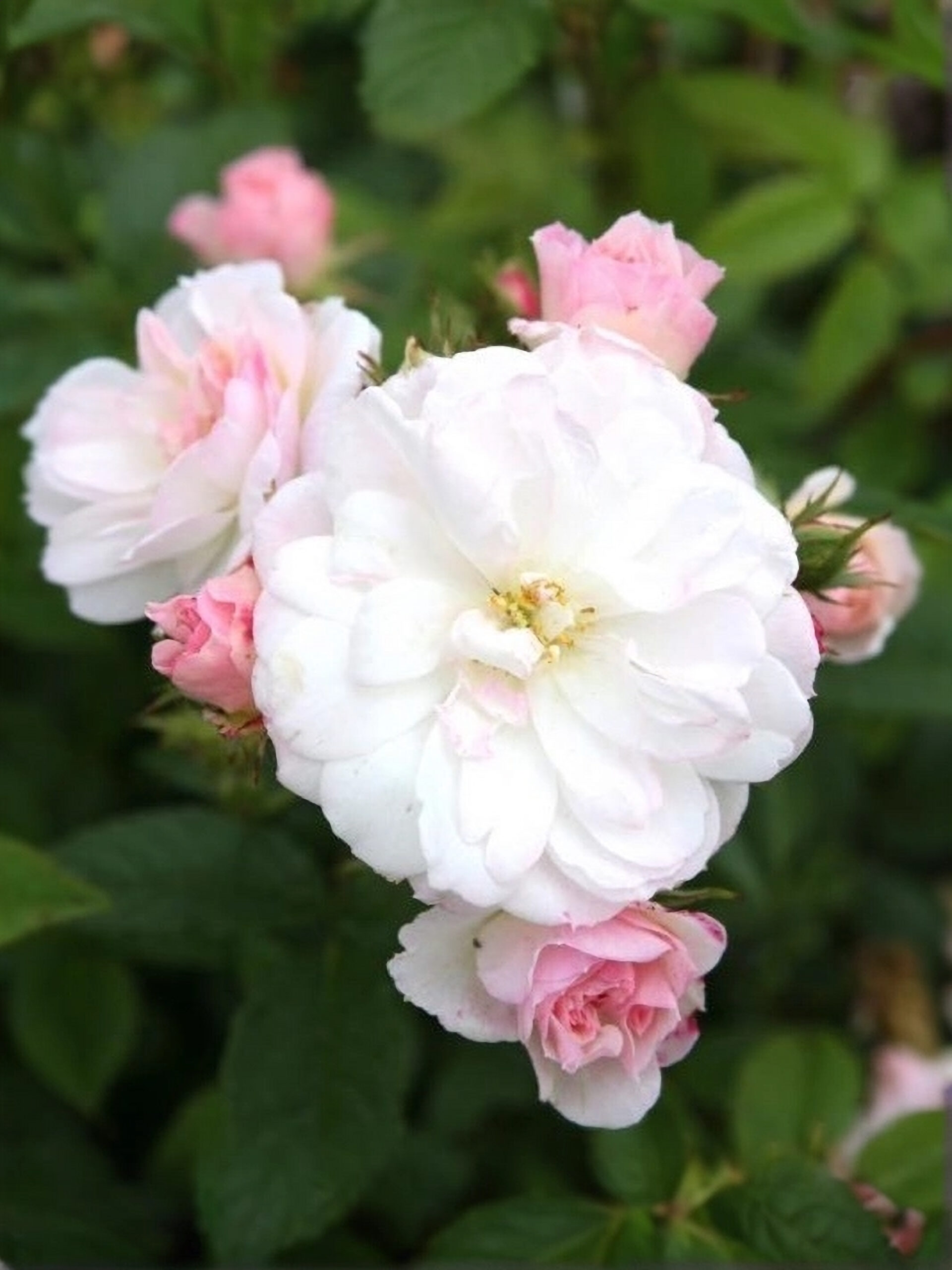 Силуэтта Свит3_edited