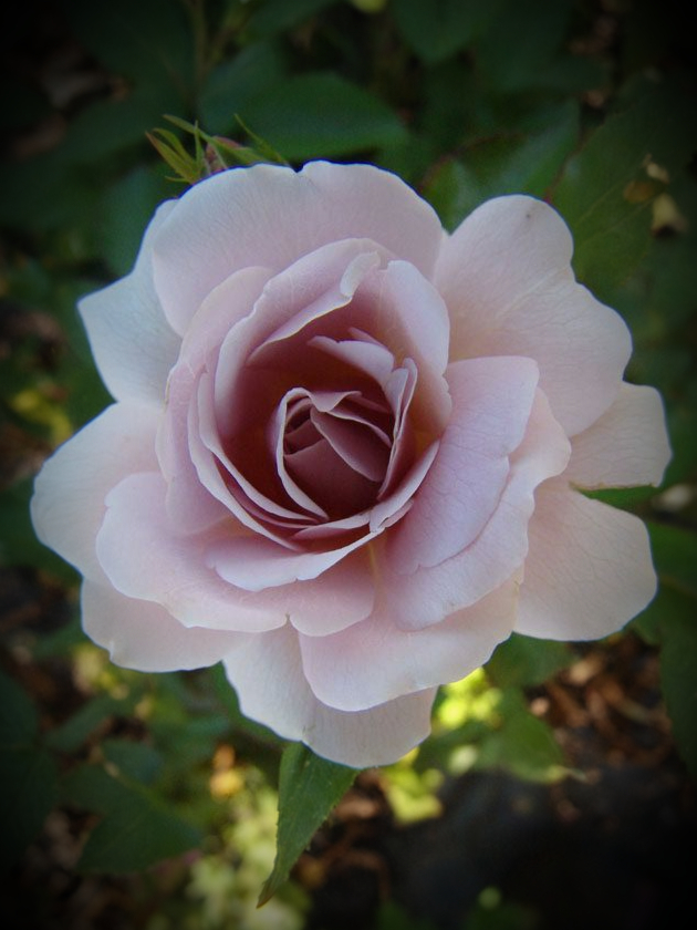 Сильвер Клауд2