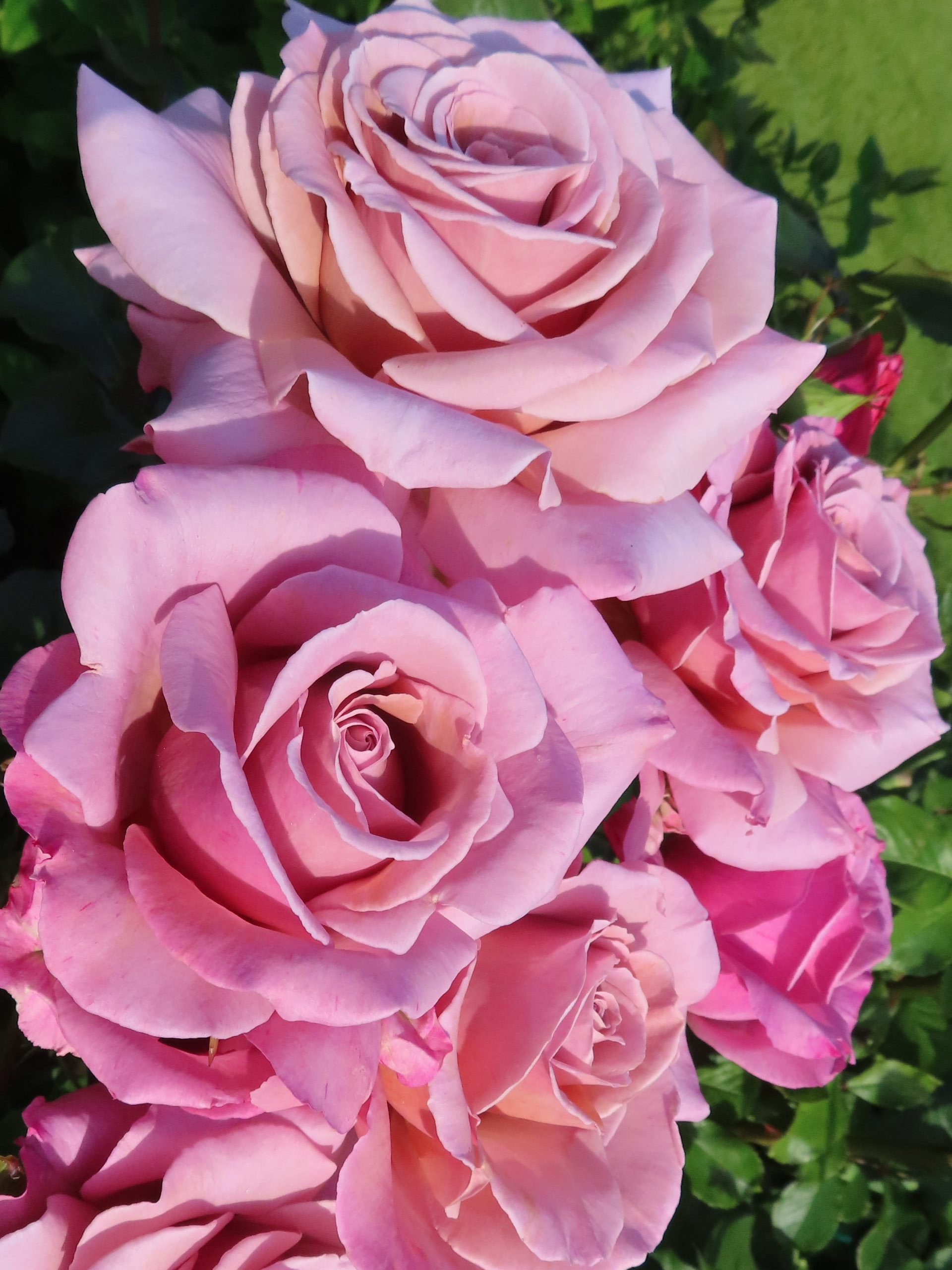 симпли джорджиус2_edited_edited