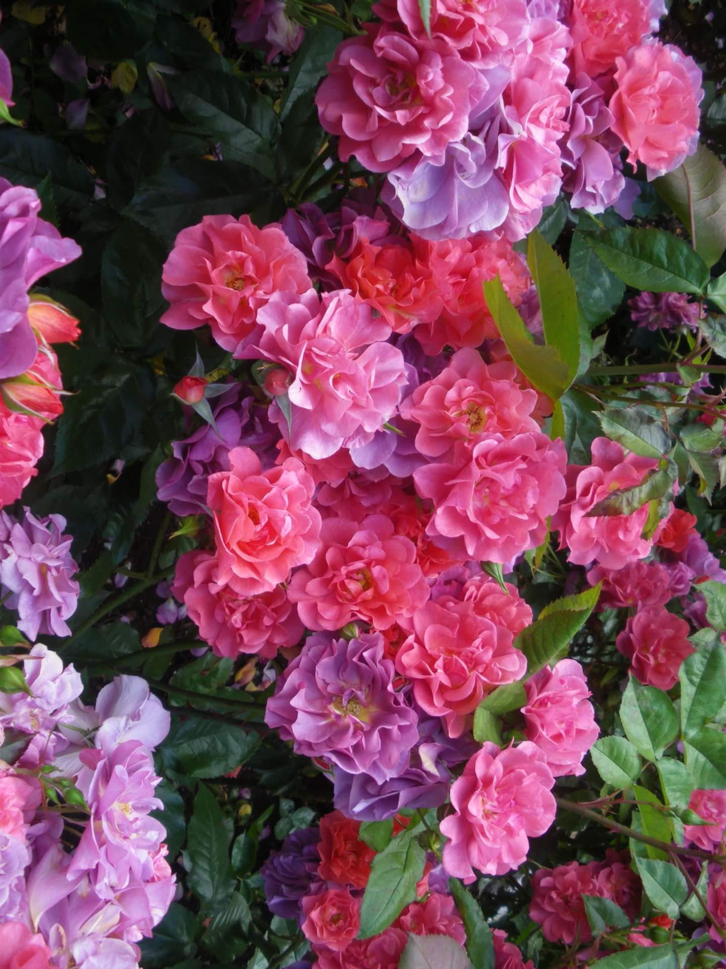 sinko-de-mayo_edited