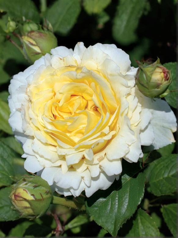 сирано де бержерак_edited_edited