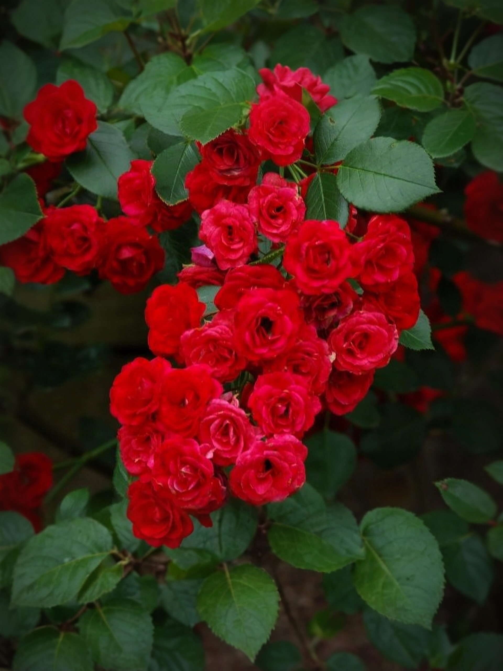 скарлет_edited_edited_edited