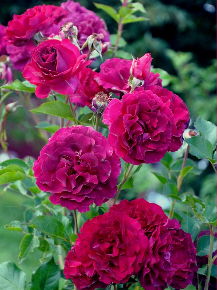 сомме2016 2_edited_edited