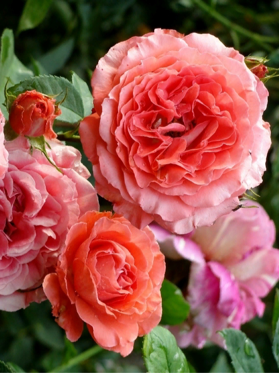 спесиал меморис2_edited_edited