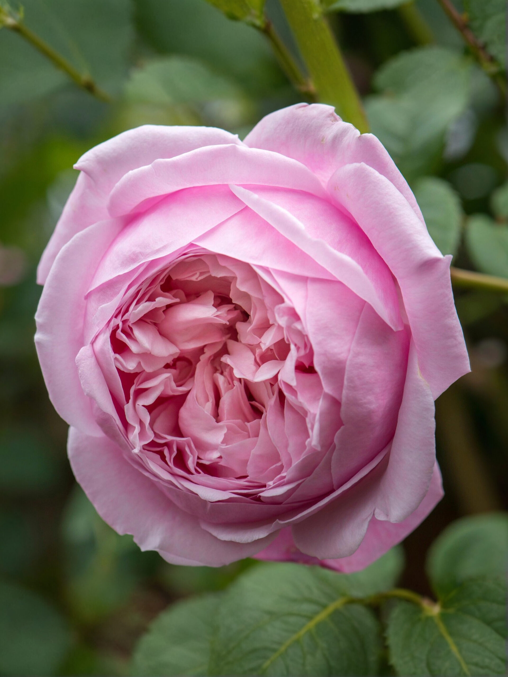 Спирит оф Фридом_edited