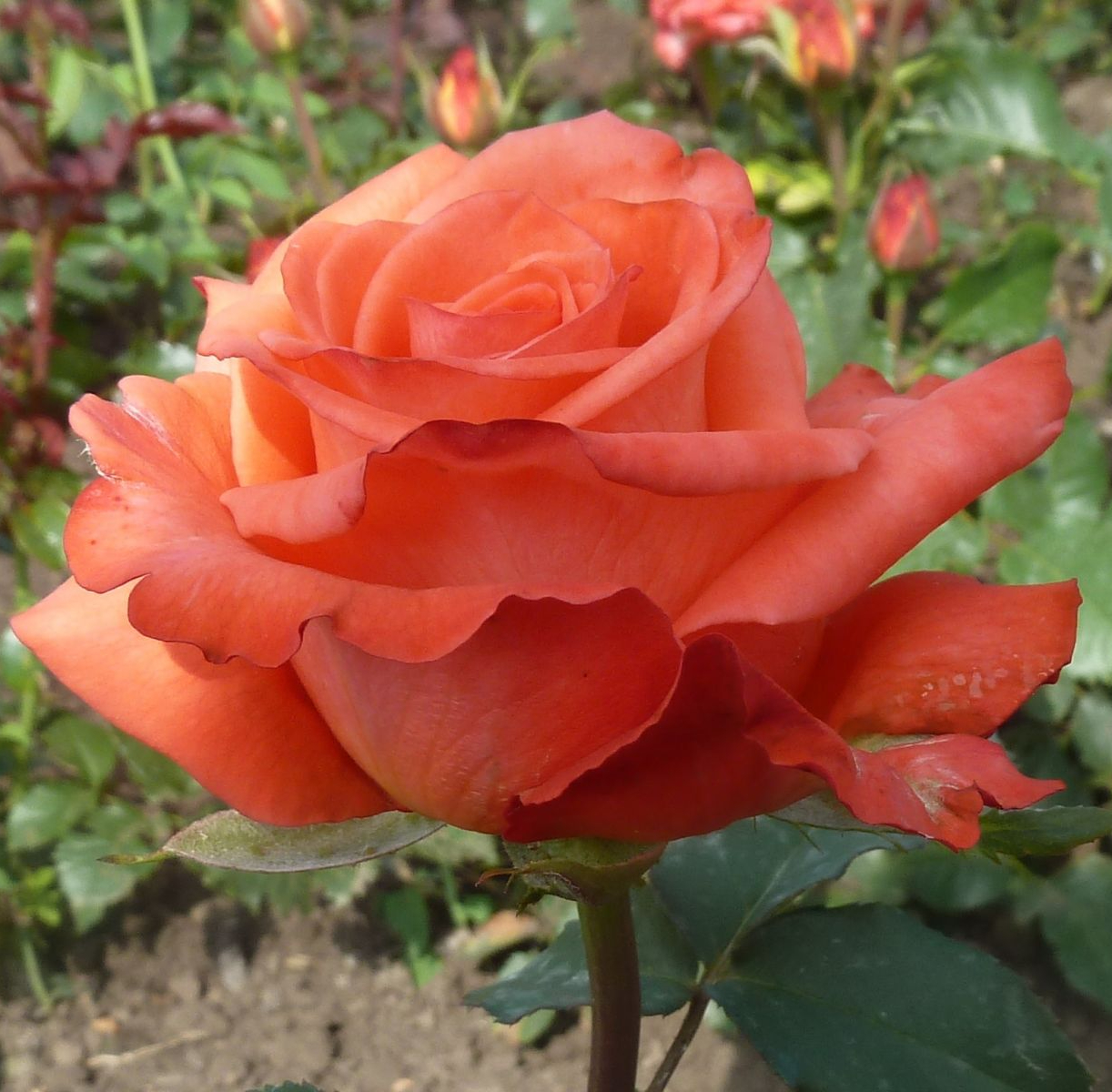 Спутник_edited