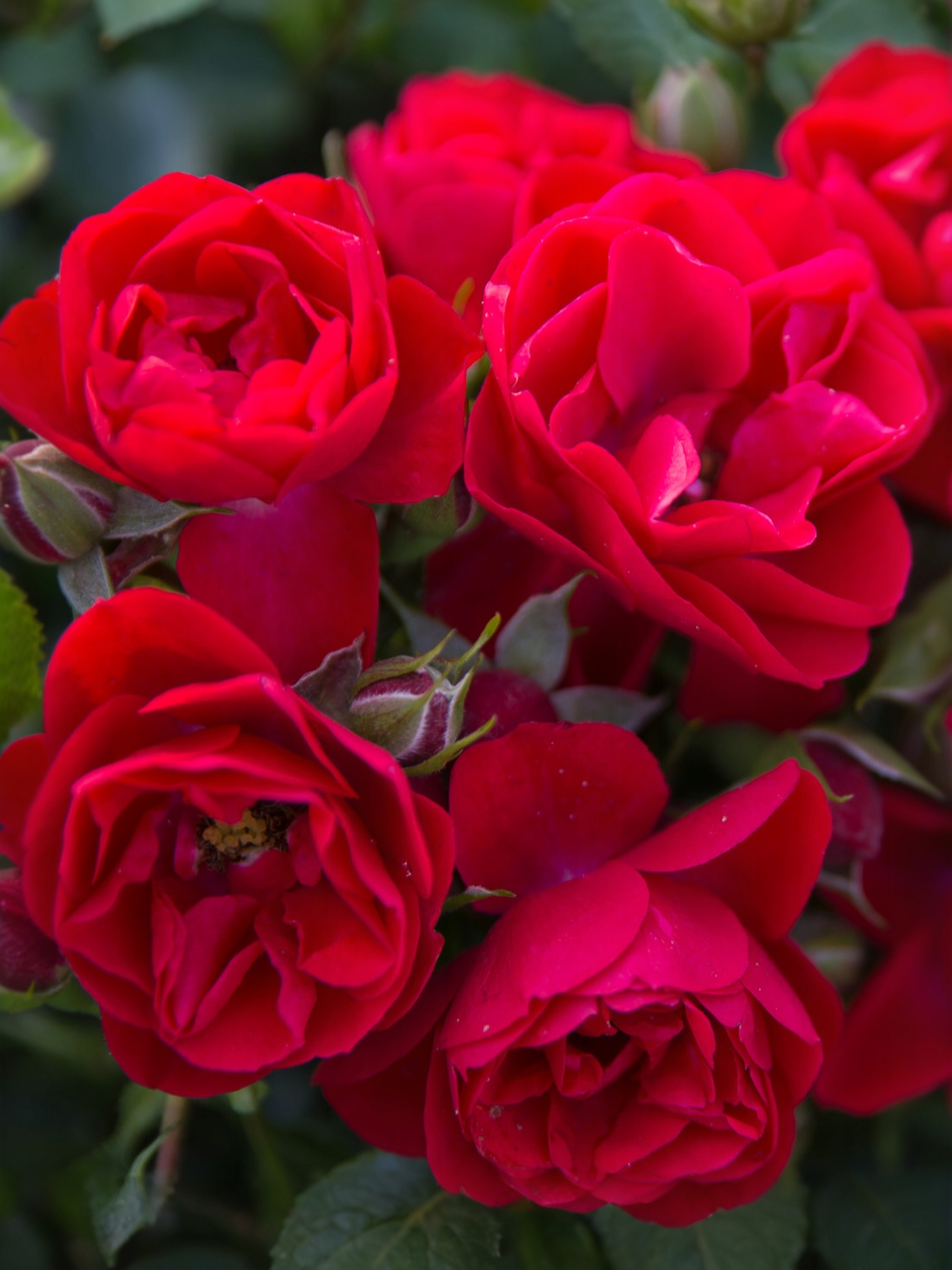 Супер Элфин2_edited