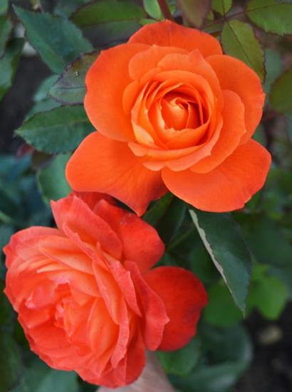 Супер Трупер1_edited