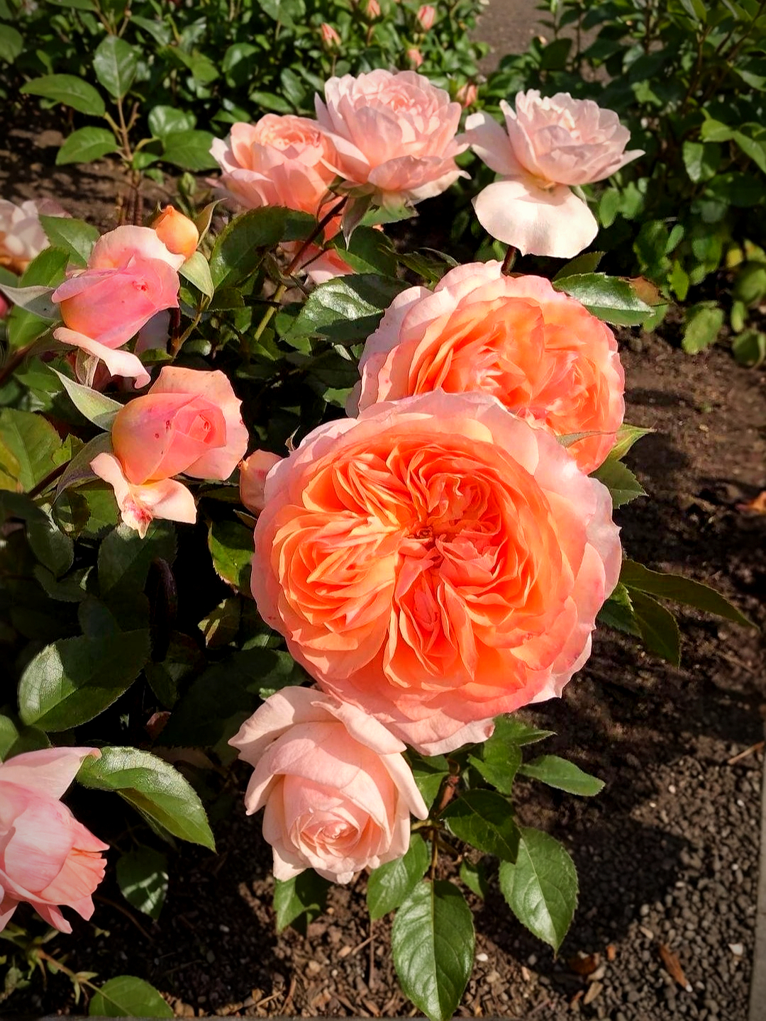 Сурир де Хавр_edited