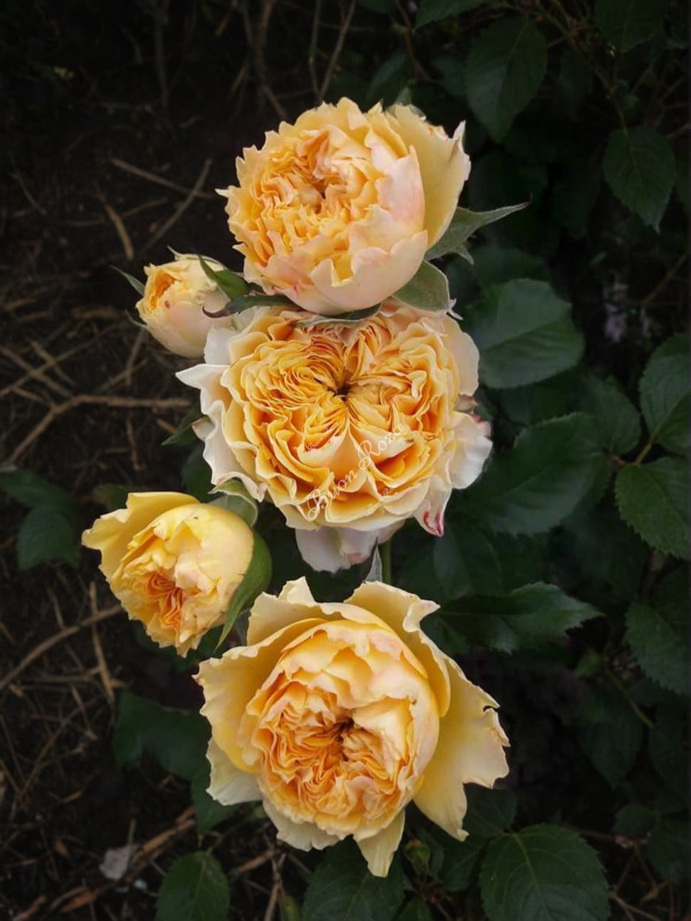 Свит Экспрессион